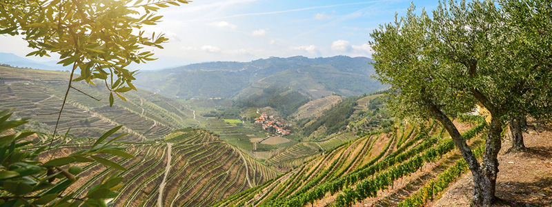 Douro-dalens vinranker i det nordlige Portugal